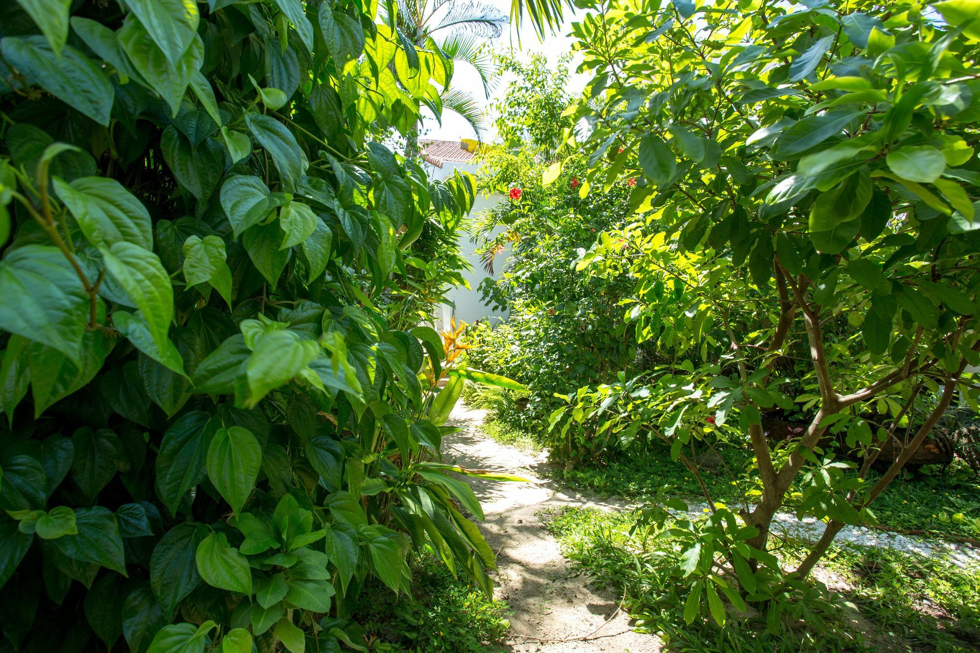 Red Flower Cottages Homestay Hoi An Exterior foto